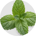 Spearmint