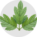 Wintergreen